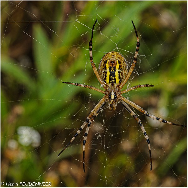 Epeire_fasciee_ou epeire_frelon_A09-5066_RC.jpg