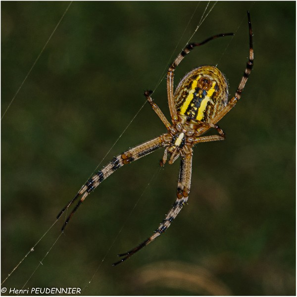 Epeire_fasciee_ou epeire_frelon_A09-5068_RC.jpg