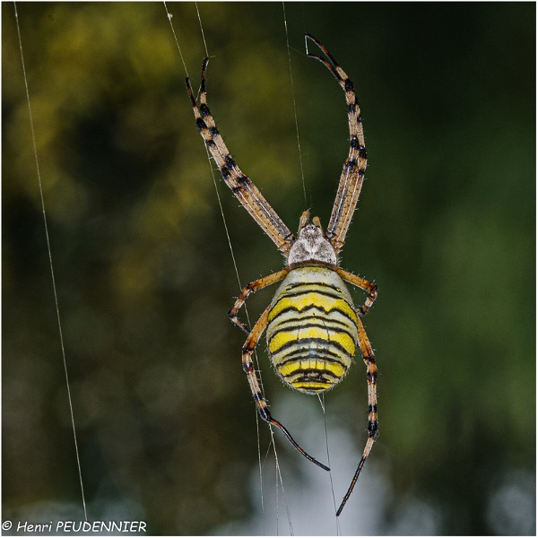 Epeire_fasciee_ou epeire_frelon_A09-5073_RC.jpg
