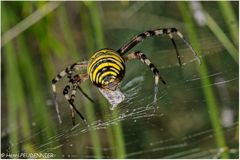 Epeire_fasciee_ou epeire_frelon_A09-5099_RC.jpg