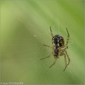Araignee_Epeire_B16_1481_RC