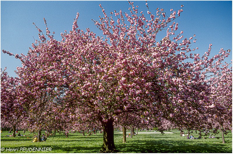 Cerisiers_en_ fleurs_Sceaux_RC.jpg