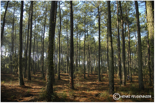 FORET LANDAISE_DSC1067_RC.jpg