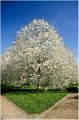 Cerisiers_blancs_en_fleurs_Sceaux_RC