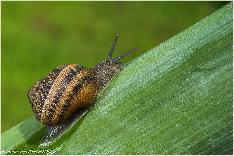 ESCARGOT_B15_4820_RC.JPG