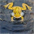Grenouille_A16_1112_RC