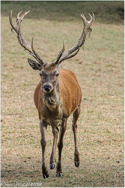 Cerf_A12_9302_RC.jpg