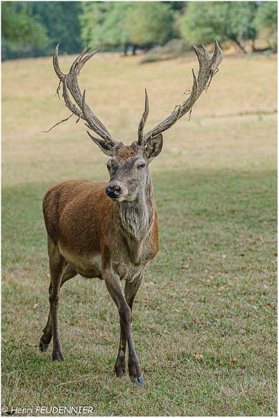 Cerf_A12_9350_RC.jpg