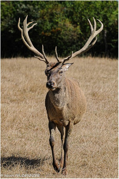 Cerf_A12_9396_RC.jpg