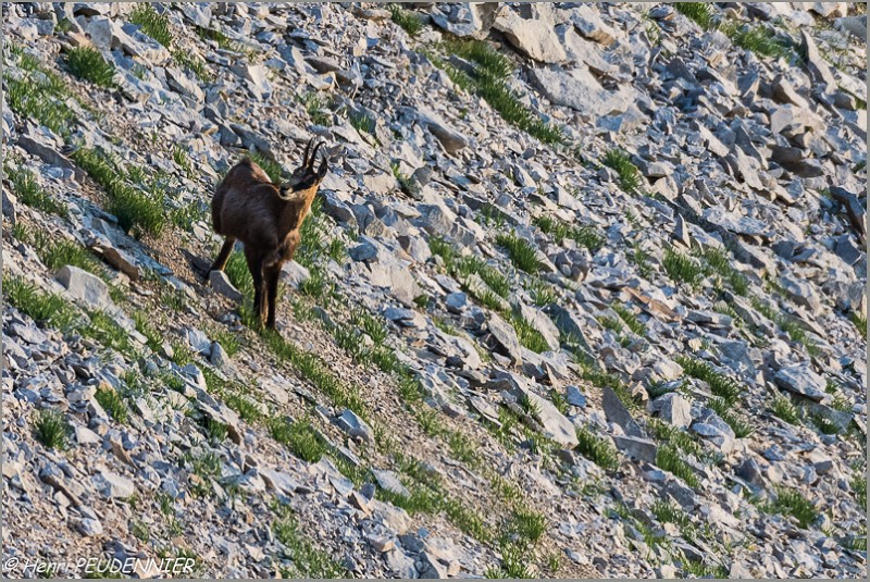 Chamois_Ventoux_A16_2150_RC.JPG