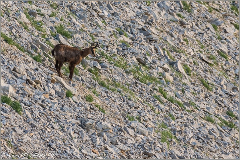 Chamois_Ventoux_A16_2156_RC.JPG