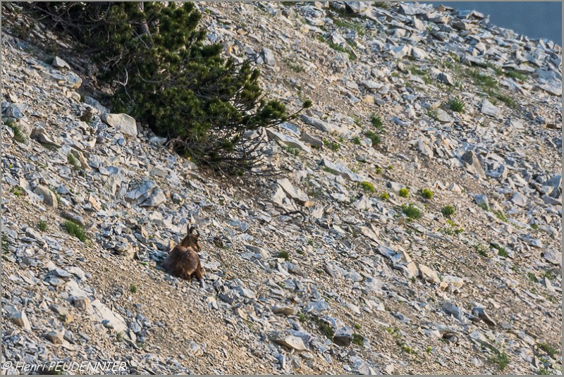 Chamois_Ventoux_A16_2157_RC.JPG