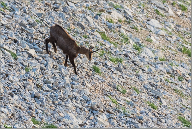 Chamois_Ventoux_A16_2169_RC.JPG