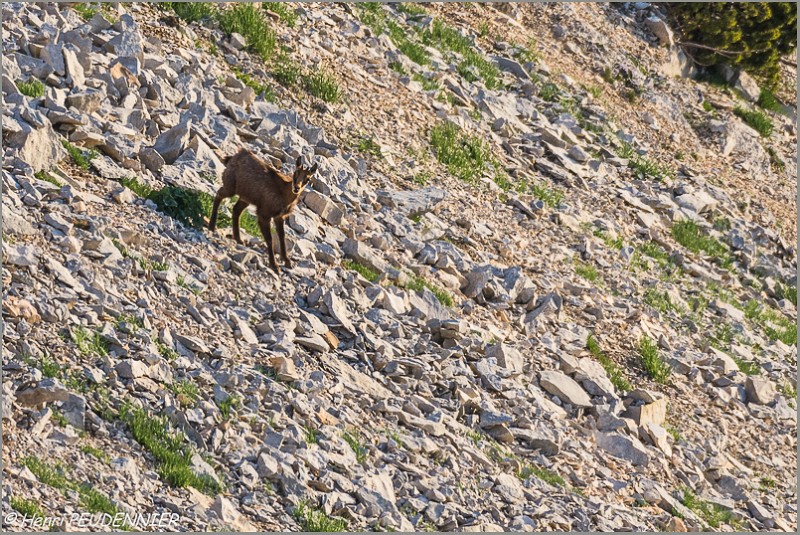 Chamois_Ventoux_A16_2192_RC.JPG