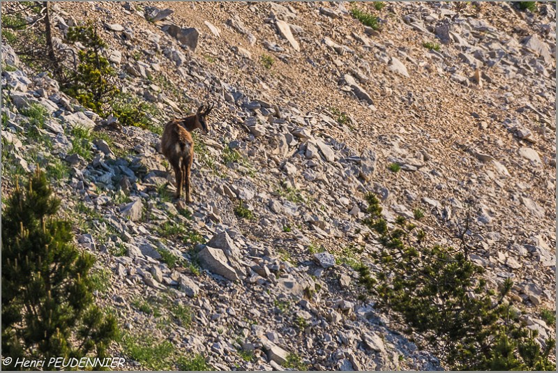 Chamois_Ventoux_A16_2195_RC.JPG