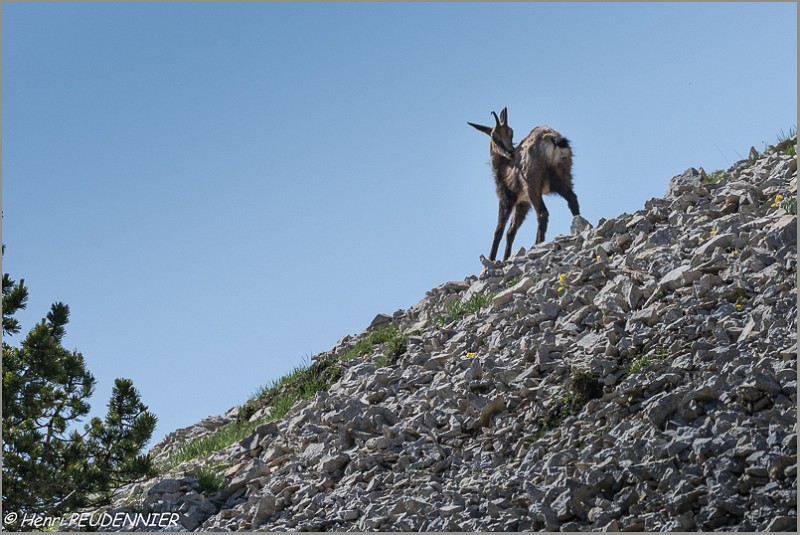 Chamois_Ventoux_A16_2199_RC.JPG