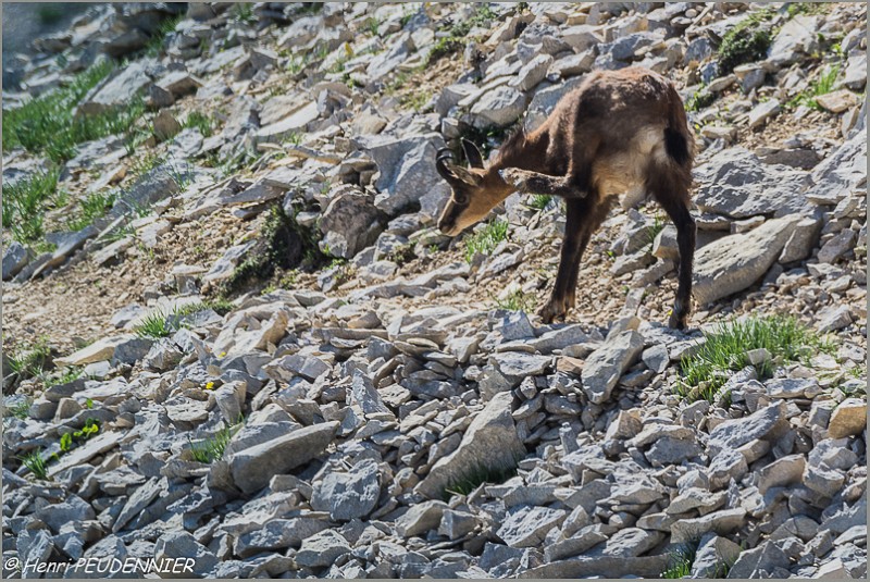 Chamois_Ventoux_A16_2253.JPG