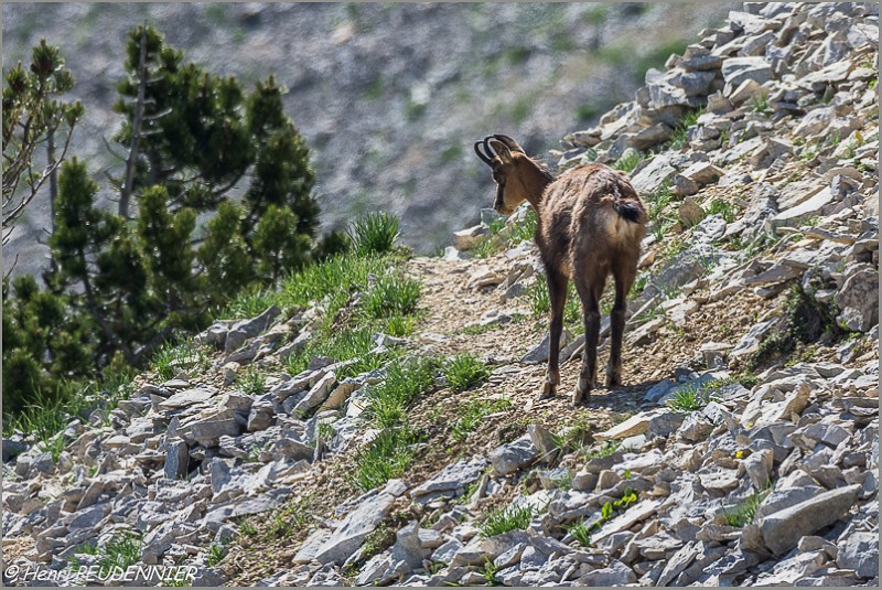 Chamois_Ventoux_A16_2261_RC.JPG