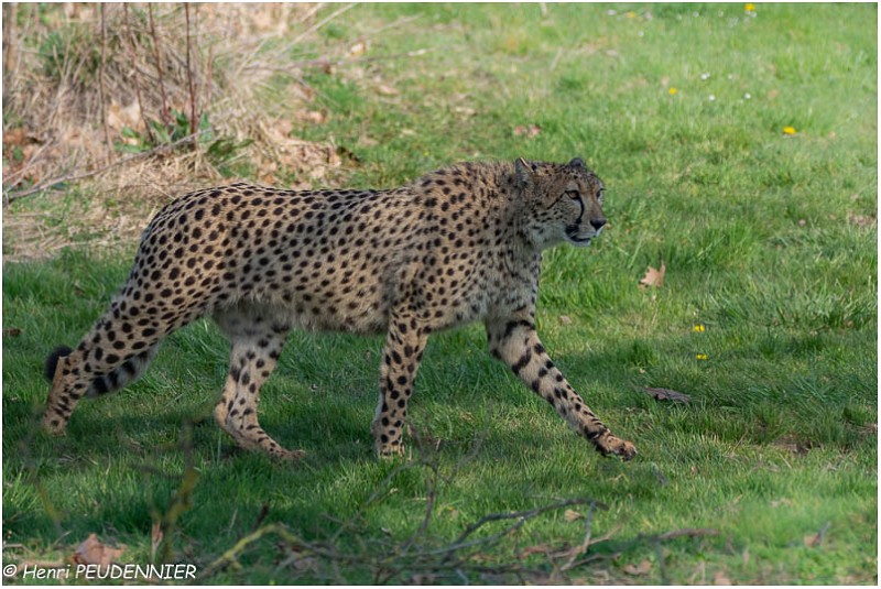 Guepard_A19_0162_RC.jpg