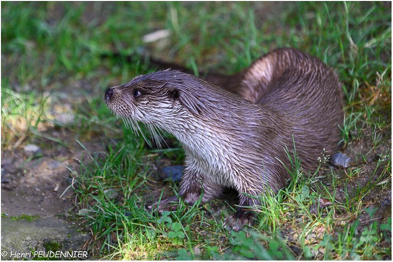 Loutre_Z19_2916_RC.jpg