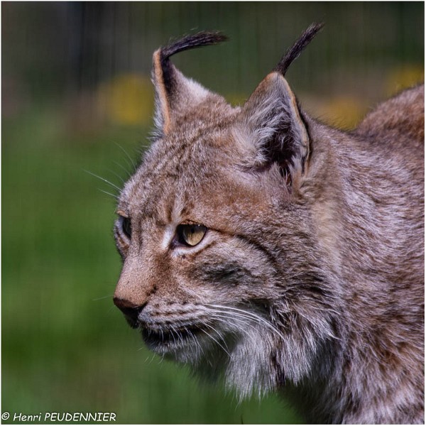 Lynx_A19_0380_RC.jpg