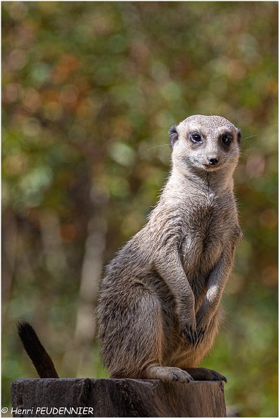 Suricate_A19_2182_RC.jpg