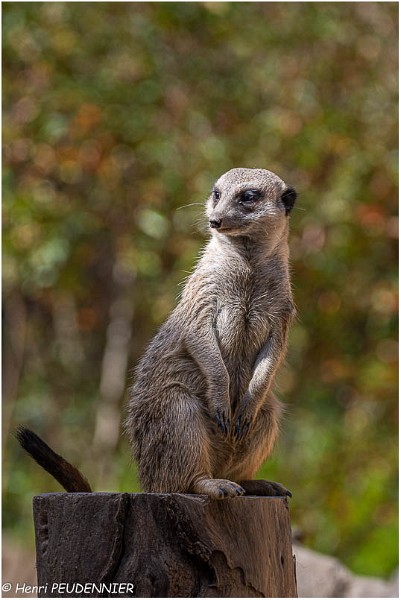 Suricate_A19_2186_RC.jpg