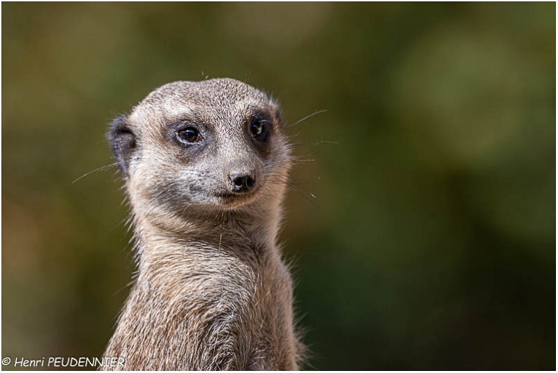 Suricate_A19_2217_RC.jpg