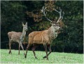 Cerf_B12_0340_RC