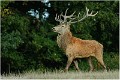 Cerf_B12_0370_RC