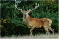 Cerf_B12_0372_RC