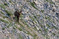 Chamois_Ventoux_A16_2150_RC