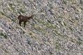 Chamois_Ventoux_A16_2156_RC