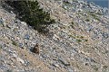 Chamois_Ventoux_A16_2157_RC