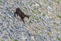 Chamois_Ventoux_A16_2169_RC