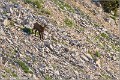 Chamois_Ventoux_A16_2192_RC