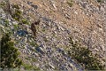 Chamois_Ventoux_A16_2195_RC