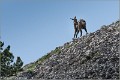 Chamois_Ventoux_A16_2199_RC