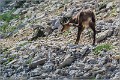 Chamois_Ventoux_A16_2253