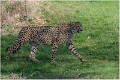 Guepard_A19_0162_RC