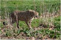 Guepard_A19_0163_RC