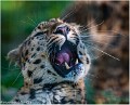 Leopard_A11_11210_RC