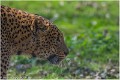 Leopard_A19_0274_RC