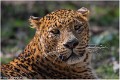 Leopard_A19_0303_RC