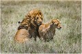 Lions_A17_2129_RC