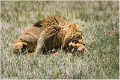 Lions_A17_2134_RC