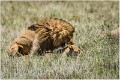 Lions_A17_2140_RC