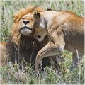 Lions_A17_2181_RC