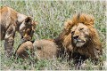 Lions_A17_2184_RC