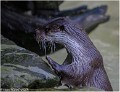 Loutre_